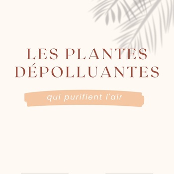 Et si ton intérieur devenait plus sain grâce aux plantes ? 🌿  Certaines espèces sont de véritables alliées pour absorber les polluants et améliorer la qualité de l’air.   Découvre dans ce carrousel 3 plantes incontournables à adopter chez toi ! 🌱  👉 Est-ce que tu en as déjà une de ces 3-là ? 😉  #plantesdepolluantes #purifierlair #moncarrenature #allieesnaturelles #conseilsetastuces