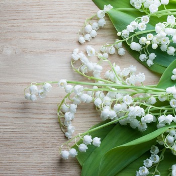 Une touche de douceur et un brin de bonheur 💚  Chez Mon Carré Nature, on adore cette petite fleur qui nous rappelle que la nature est précieuse et qu’il suffit parfois d’un rien pour embellir une journée 🌸  Belle fête du muguet à toutes et tous ! 💐